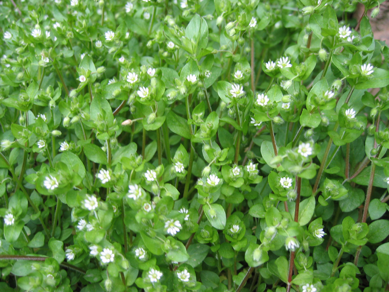 Chickweed | Medicinal plants | Properties and benefits of chickweed