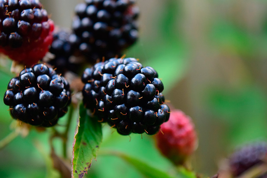Blackberries autumn fruit