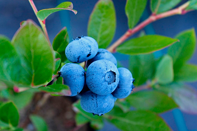 Blueberry summer fruit