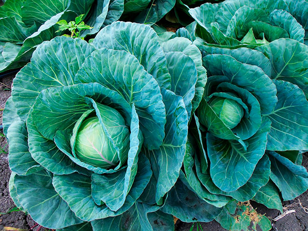 cabbage autumn veg
