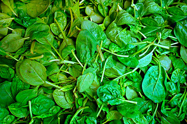Spinach autumn veg
